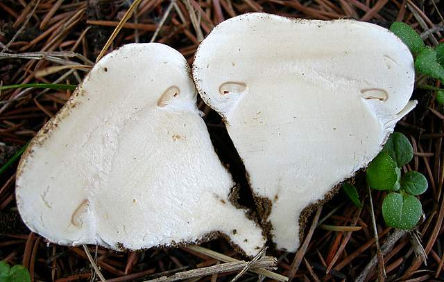 Agaricus pequinii    (Boud.)    Singer